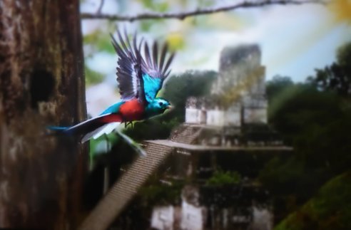 A quetzal, a Mesoamerican indigenous bird, flies in Tikal.